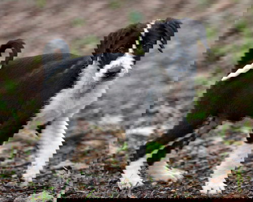 Wobbles