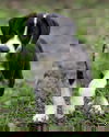 Wobbles