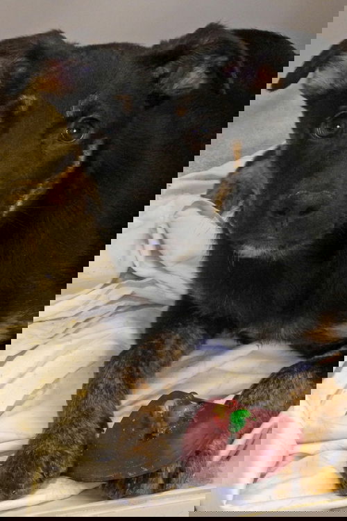 Zowie