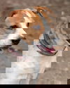 Roscoe