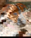 Roscoe