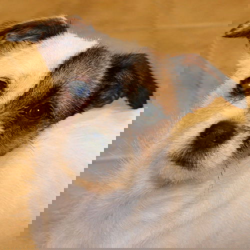 Winky