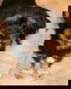 Chewbaca (Chewy)