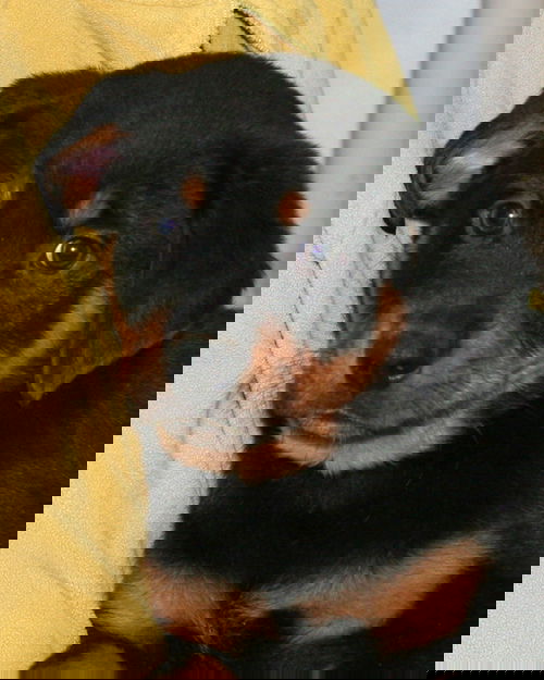 Herman