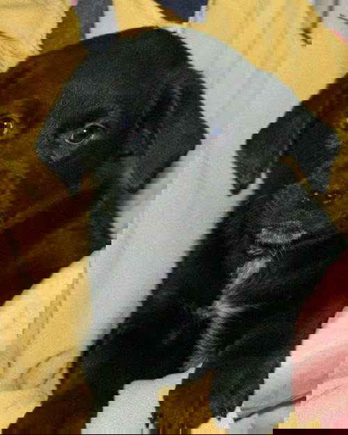 Hattie