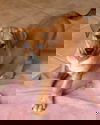 Reese