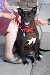 adoptable Dog in Haw River, NC named NONA