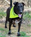 adoptable Dog in haw river, NC named DIXIE