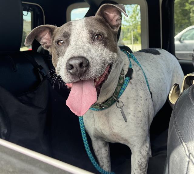 adoptable Dog in Haw River, NC named BAMBINO