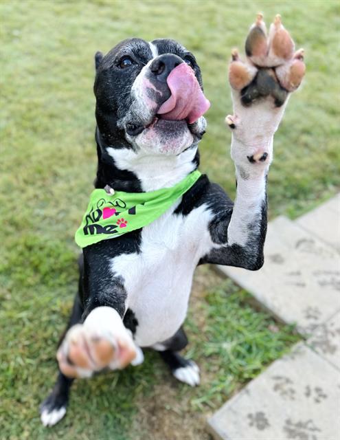 adoptable Dog in Haw River, NC named MOOSE