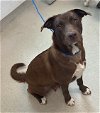 adoptable Dog in haw river, NC named BEAR