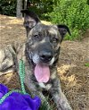 adoptable Dog in haw river, NC named DAVIS