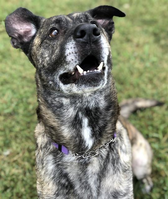 adoptable Dog in Haw River, NC named DAVIS