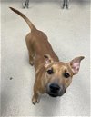 adoptable Dog in  named REESES