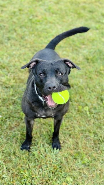 adoptable Dog in Haw River, NC named NOVA