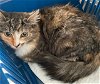 adoptable Cat in haw river, NC named CALLIE TIFFANY