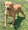 adoptable Dog in , NC named DEAN