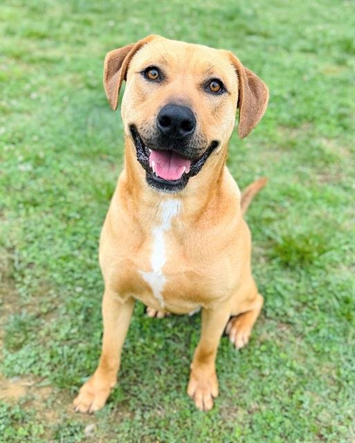 adoptable Dog in Haw River, NC named DEAN'O