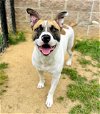 adoptable Dog in haw river, NC named BUTTERCUP