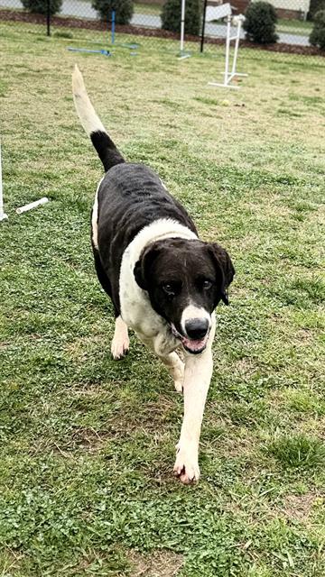 adoptable Dog in Haw River, NC named PORTHOS