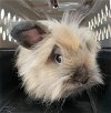 adoptable Rabbit in  named FLUFFY