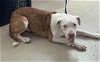 adoptable Dog in haw river, NC named FIONA