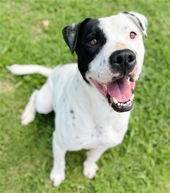 adoptable Dog in Haw River, NC named ACE