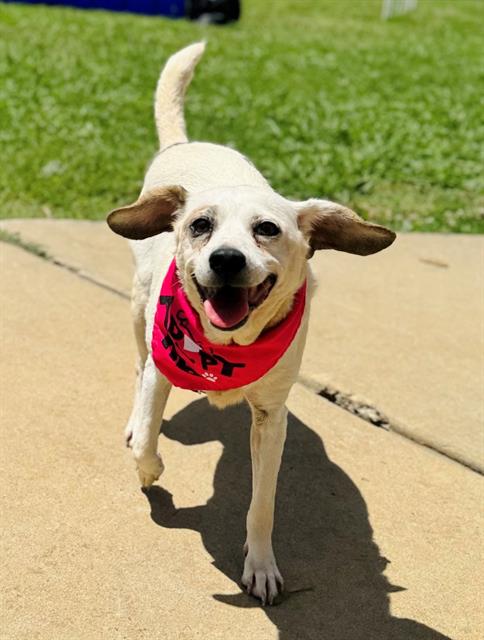 adoptable Dog in Haw River, NC named LANIE