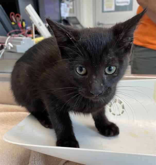 adoptable Cat in Haw River, NC named ANTWAN