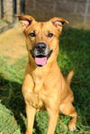 adoptable Dog in Haw River, NC named NALA