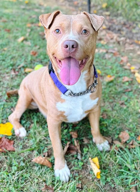 adoptable Dog in Haw River, NC named BAXTER