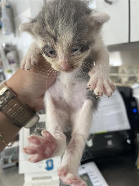 adoptable Cat in Haw River, NC named POTATO