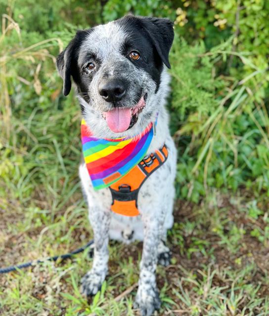 adoptable Dog in Haw River, NC named ROCKY