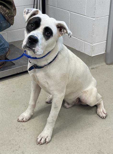 adoptable Dog in Haw River, NC named PETEY