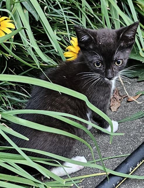 adoptable Cat in Haw River, NC named STAR