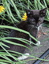 adoptable Cat in Haw River, NC named STAR