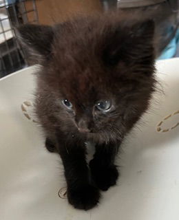 adoptable Cat in Haw River, NC named SCOTTIE