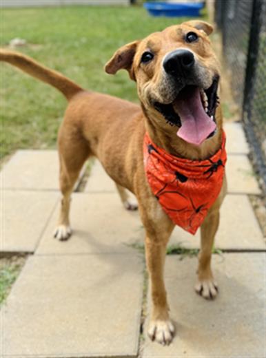 adoptable Dog in Haw River, NC named LIAM