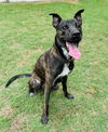 adoptable Dog in Haw River, NC named COCO