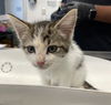 adoptable Cat in Haw River, NC named FEATHER