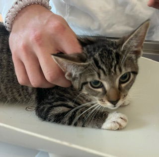 adoptable Cat in Haw River, NC named ORANGE