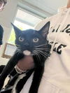 adoptable Cat in Haw River, NC named GREEN