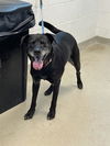 adoptable Dog in Haw River, NC named CINNAMON