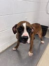 adoptable Dog in Haw River, NC named LEXINGTON