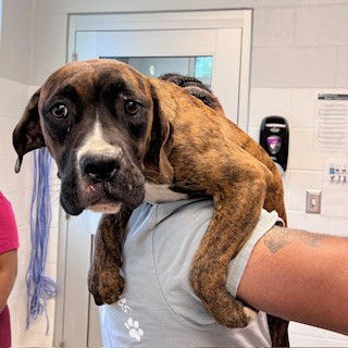 adoptable Dog in Haw River, NC named CHARLOTTE