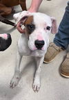 adoptable Dog in Haw River, NC named BROOKLYN