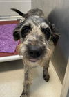 adoptable Dog in Haw River, NC named ZEMBIE