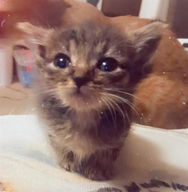 adoptable Cat in Haw River, NC named YOGURT