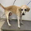 adoptable Dog in Haw River, NC named HOLLY