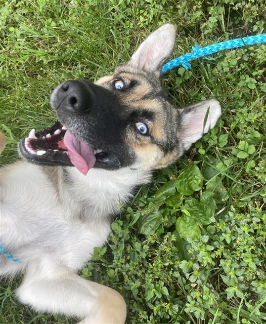 adoptable Dog in Haw River, NC named DAKOTA